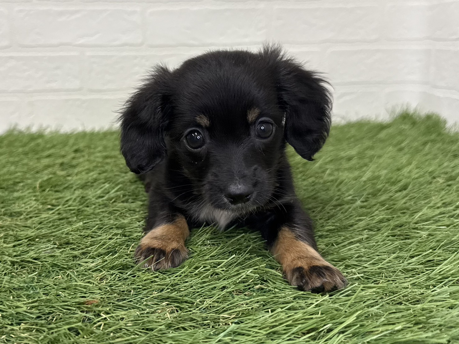 東京都のハーフ犬・ミックス犬 (ワンニャンハウス葛西店/2025年9月14日生まれ/男の子/ブラックタンホワイト)の子犬の2枚目の画像