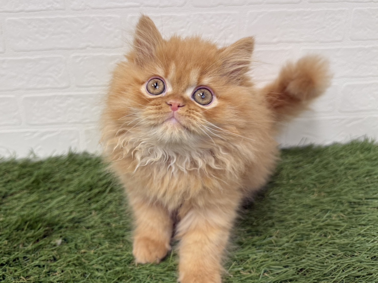 東京都のエキゾチック (ワンニャンハウス葛西店/2025年11月15日生まれ/男の子/レッドタビー)の子猫