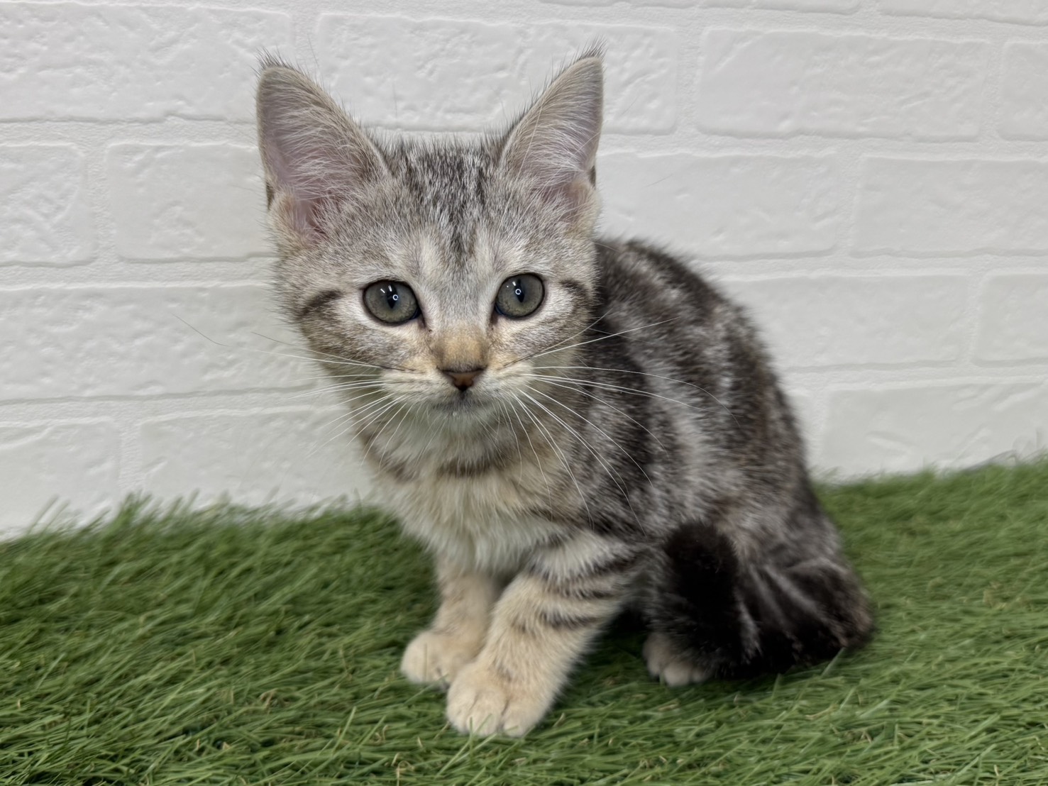 東京都のアメリカンショートヘアー (ワンニャンハウス葛西店/2025年10月10日生まれ/女の子/シルバータビー)の子猫の4枚目の画像