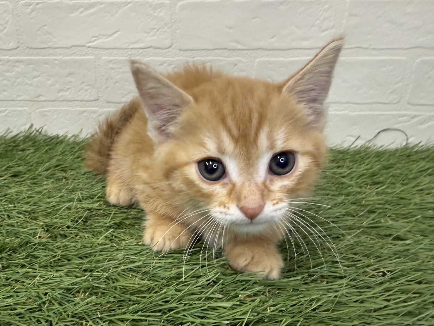 東京都のマンチカン (ワンニャンハウス葛西店/2026年2月13日生まれ/男の子/レッドタビー)の子猫の4枚目の画像