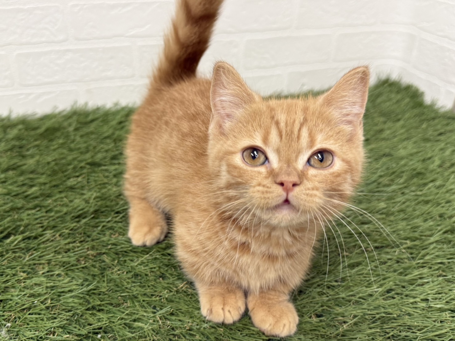 東京都のマンチカン (ワンニャンハウス葛西店/2025年12月15日生まれ/男の子/レッドタビー)の子猫の1枚目の画像