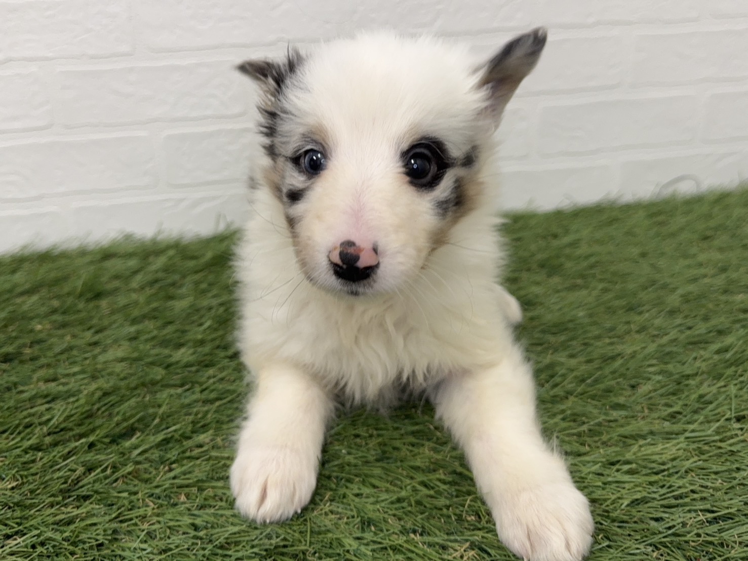 東京都のシェットランドシープドッグ (ワンニャンハウス葛西店/2026年1月17日生まれ/女の子/ブルーマール)の子犬の3枚目の画像