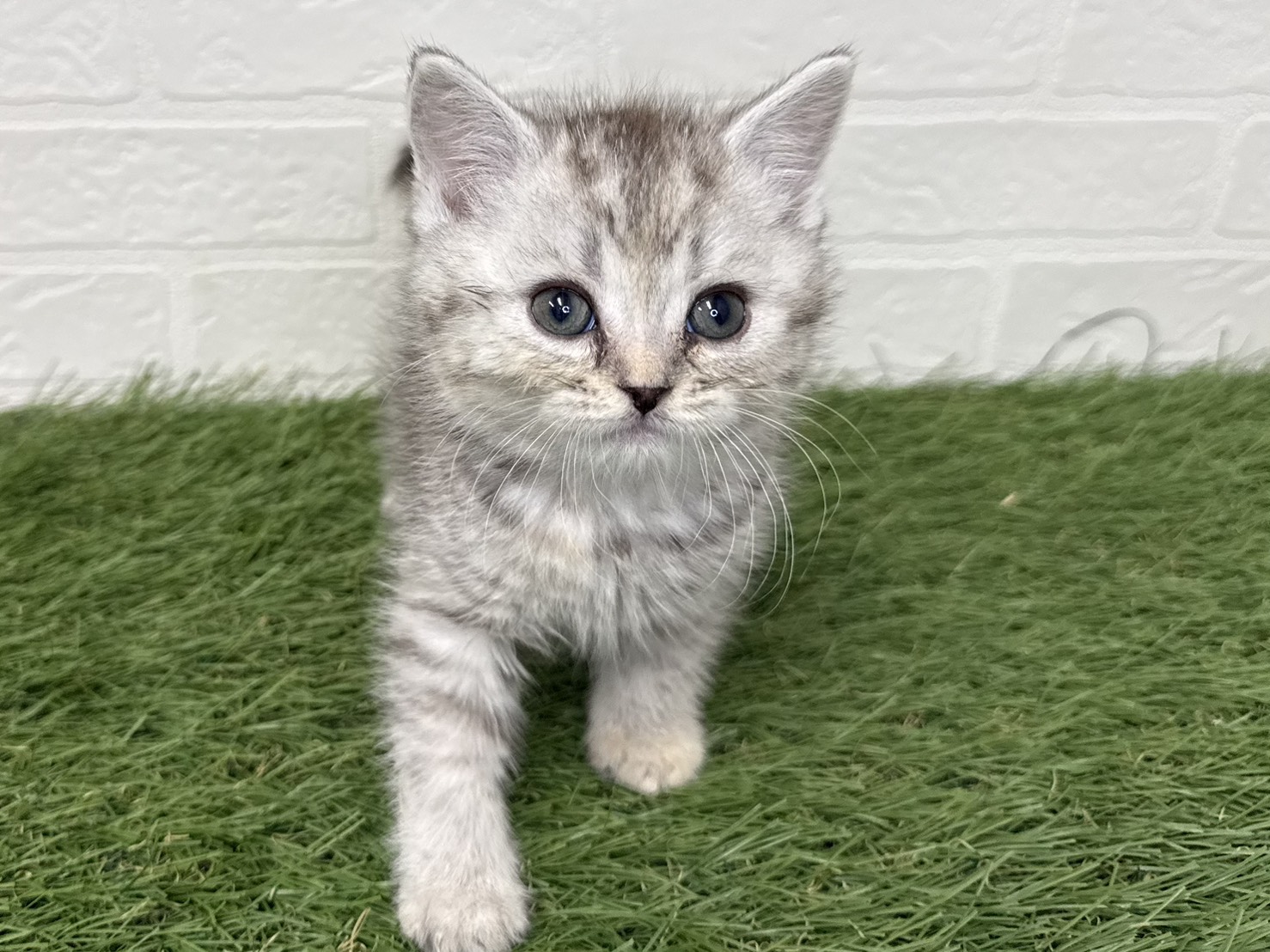 東京都のマンチカン (ワンニャンハウス葛西店/2025年10月1日生まれ/女の子/シルバートービー)の子猫の4枚目の画像