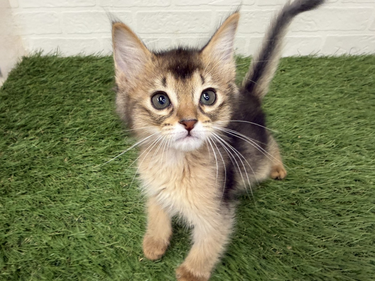 東京都のアビシニアン (ワンニャンハウス葛西店/2026年2月11日生まれ/女の子/ルディ)の子猫の3枚目の画像