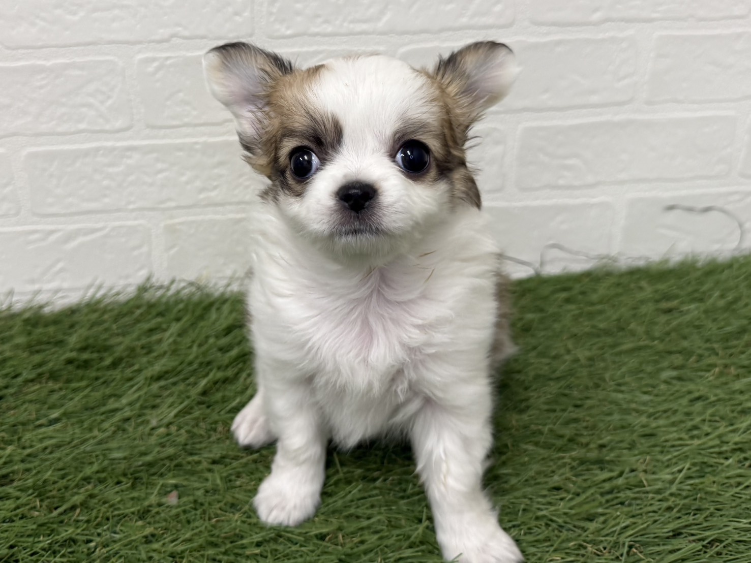 東京都のチワワ(ロング) (ワンニャンハウス葛西店/2025年12月7日生まれ/女の子/ホワイトレッド)の子犬の3枚目の画像