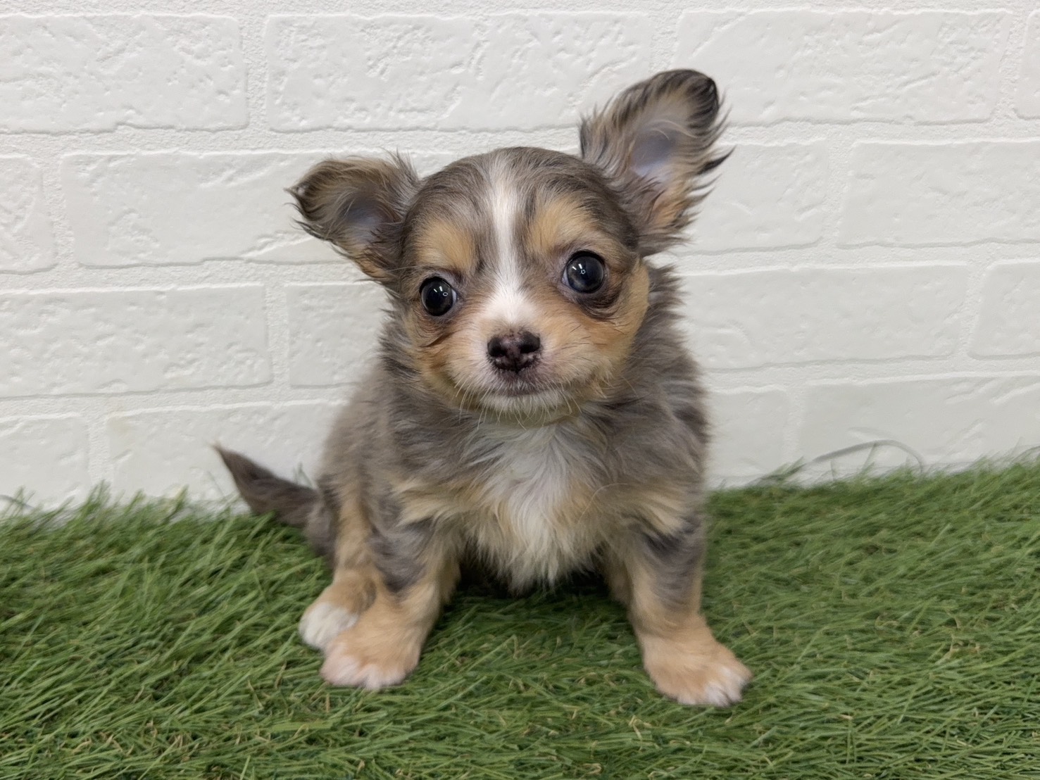 東京都のチワワ(ロング) (ワンニャンハウス葛西店/2025年11月22日生まれ/女の子/ブルーマール)の子犬の2枚目の画像