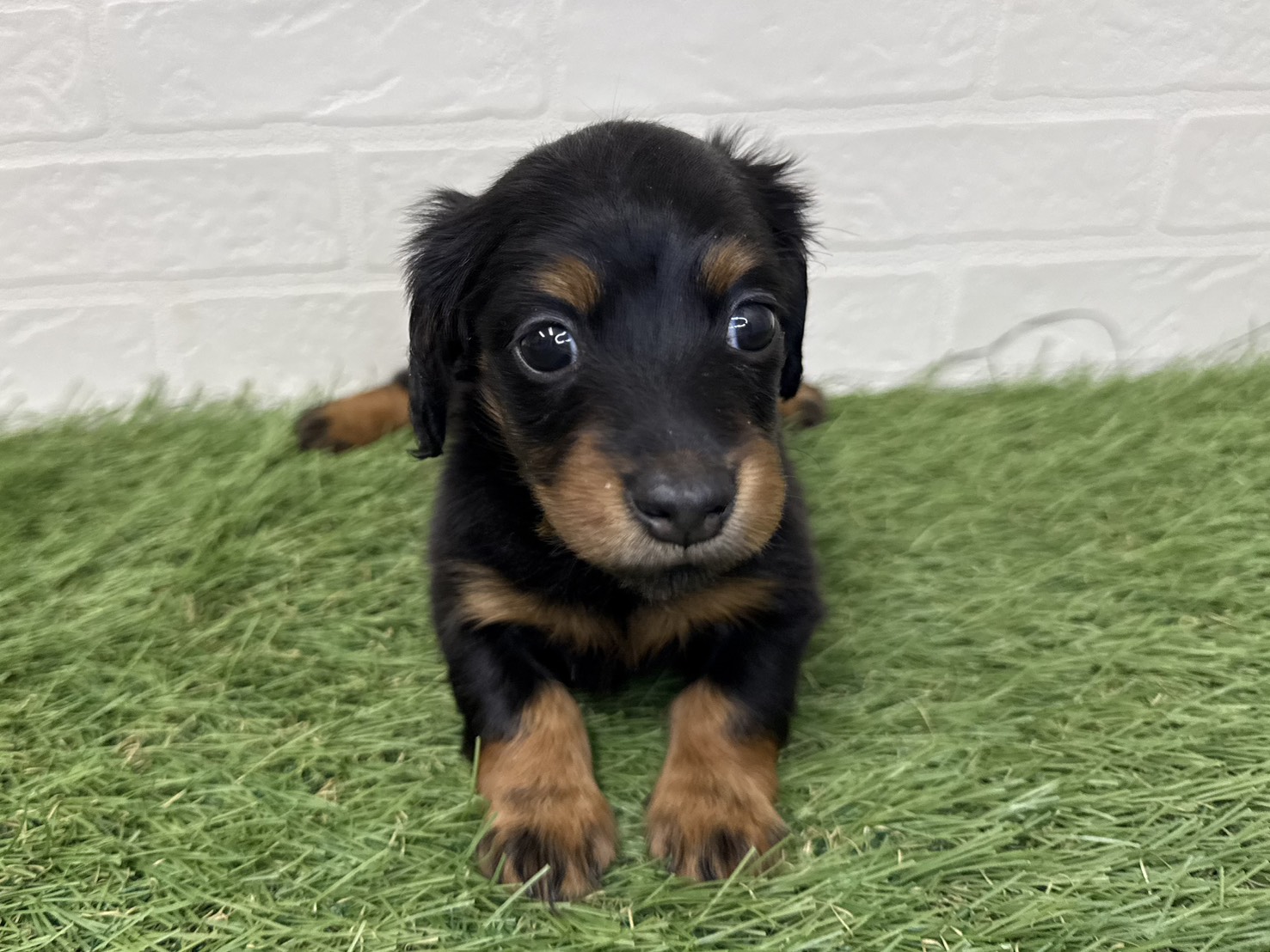 東京都のミニチュアダックスフンド(ロング) (ワンニャンハウス葛西店/2025年11月24日生まれ/女の子/ブラックタン)の子犬の3枚目の画像