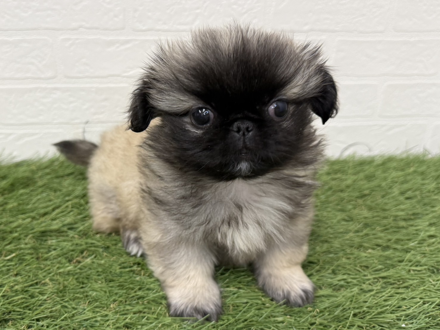 東京都のペキニーズ (ワンニャンハウス葛西店/2026年1月17日生まれ/男の子/フォーンブラックマスク)の子犬の4枚目の画像