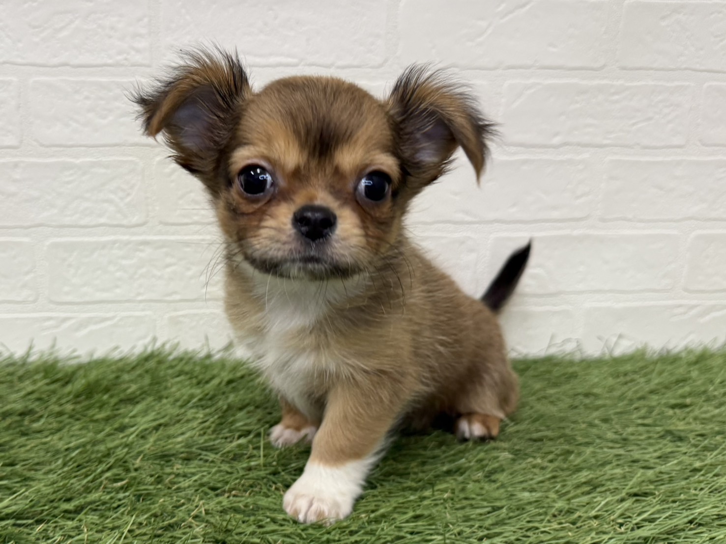 東京都のチワワ(ロング) (ワンニャンハウス葛西店/2026年1月6日生まれ/女の子/レッドホワイト)の子犬の3枚目の画像