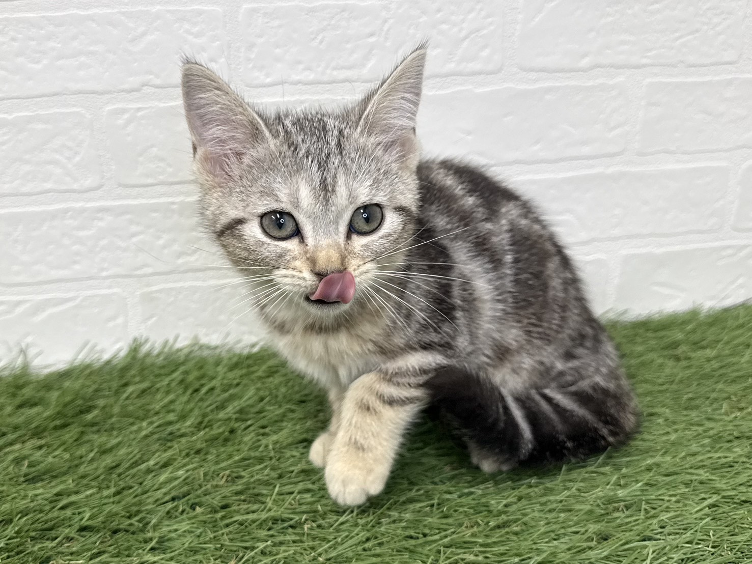 東京都のアメリカンショートヘアー (ワンニャンハウス葛西店/2025年10月10日生まれ/女の子/シルバータビー)の子猫の3枚目の画像