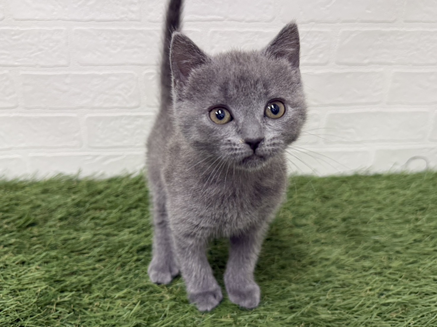 東京都のシャルトリュー (ワンニャンハウス葛西店/2026年2月21日生まれ/女の子/ブルー)の子猫の3枚目の画像