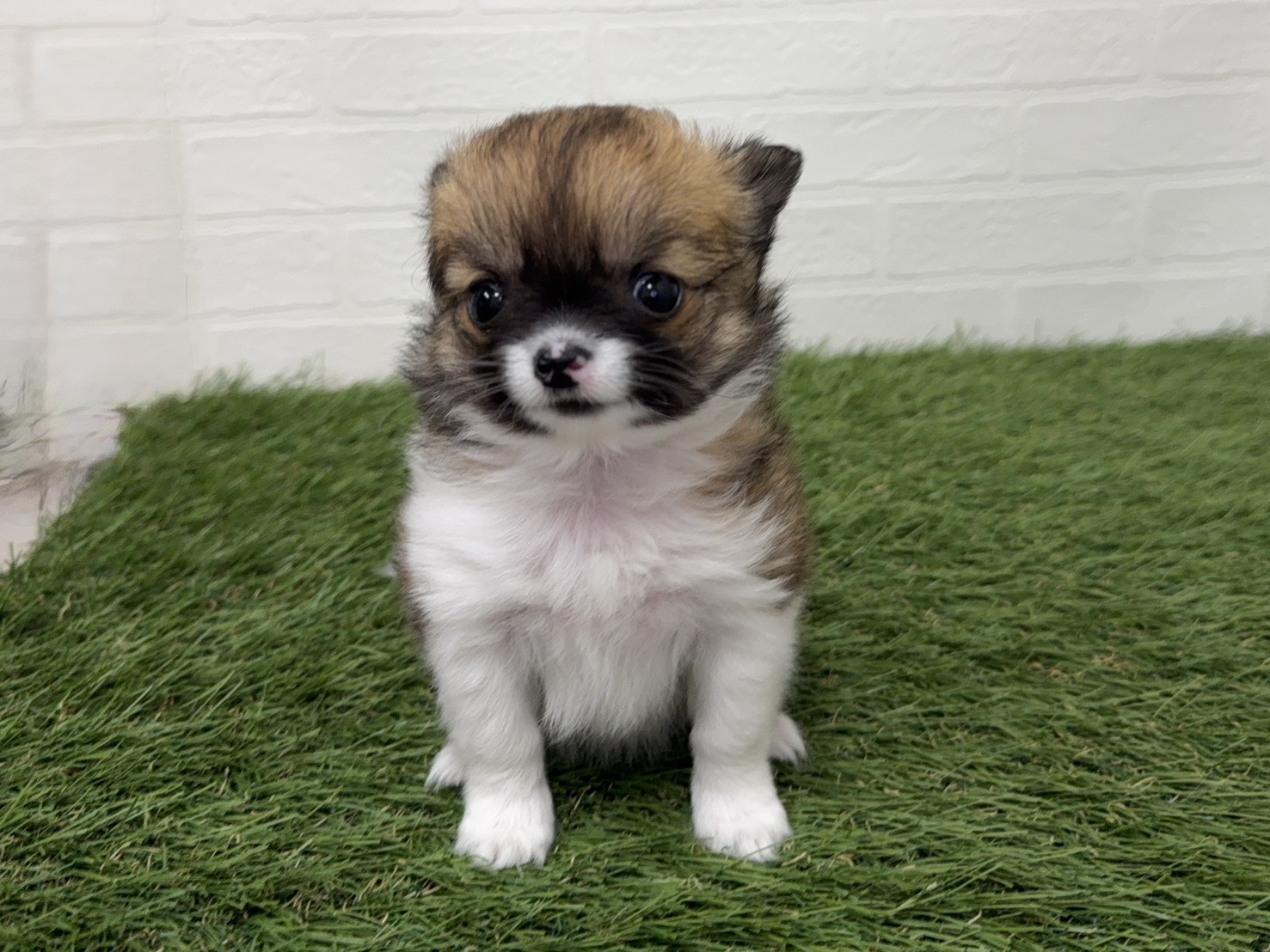 東京都のチワワ(ロング) (ワンニャンハウス葛西店/2026年2月12日生まれ/女の子/セーブルホワイト)の子犬の3枚目の画像