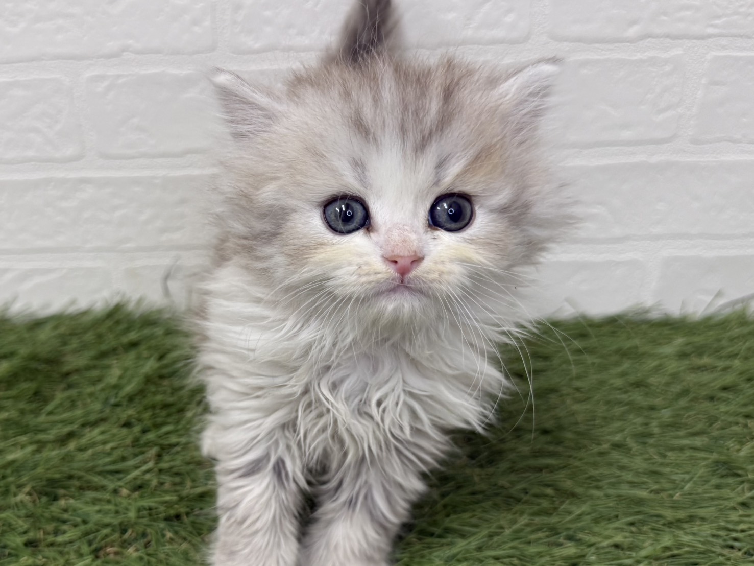 東京都のミヌエット (ワンニャンハウス葛西店/2026年1月11日生まれ/男の子/カメオシルバータビー)の子猫の2枚目の画像