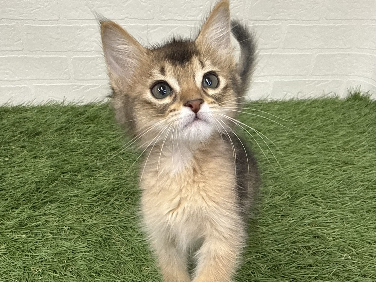 東京都のアビシニアン (ワンニャンハウス葛西店/2026年2月11日生まれ/女の子/ルディ)の子猫の4枚目の画像