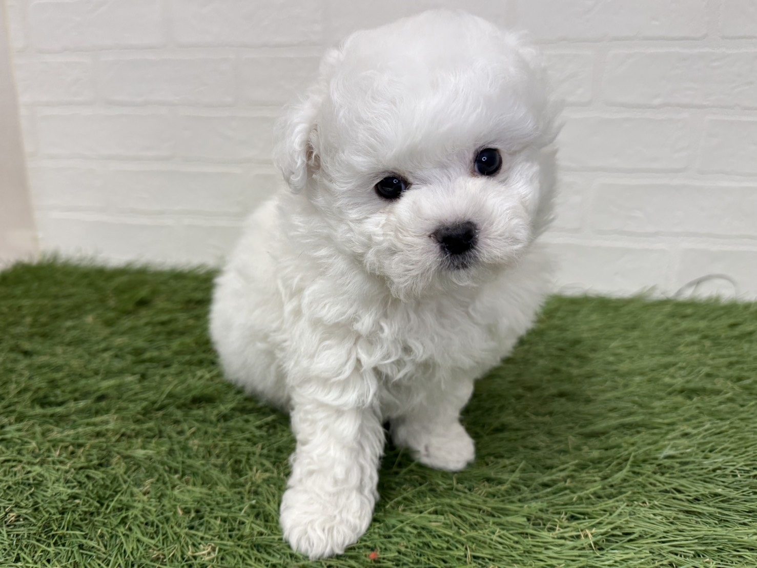東京都のビションフリーゼ (ワンニャンハウス葛西店/2025年12月1日生まれ/男の子/ホワイト)の子犬の4枚目の画像