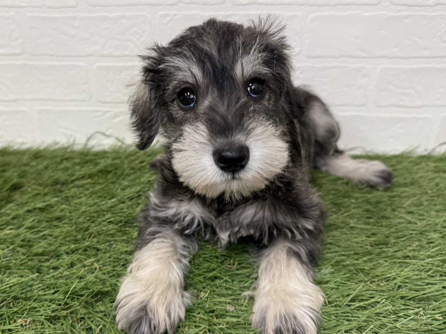 神奈川県のミニチュアシュナウザー (ワンニャンハウス新山下店/2025年11月30日生まれ/女の子/ソルトペッパー)の子犬の1枚目の画像