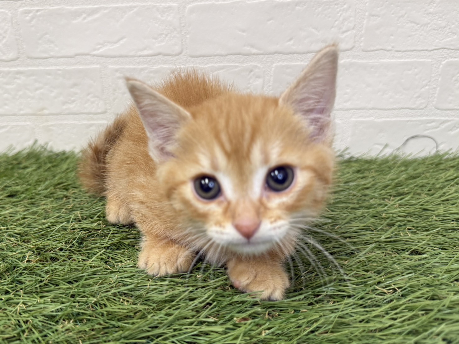 東京都のマンチカン (ワンニャンハウス葛西店/2026年2月13日生まれ/男の子/レッドタビー)の子猫の3枚目の画像