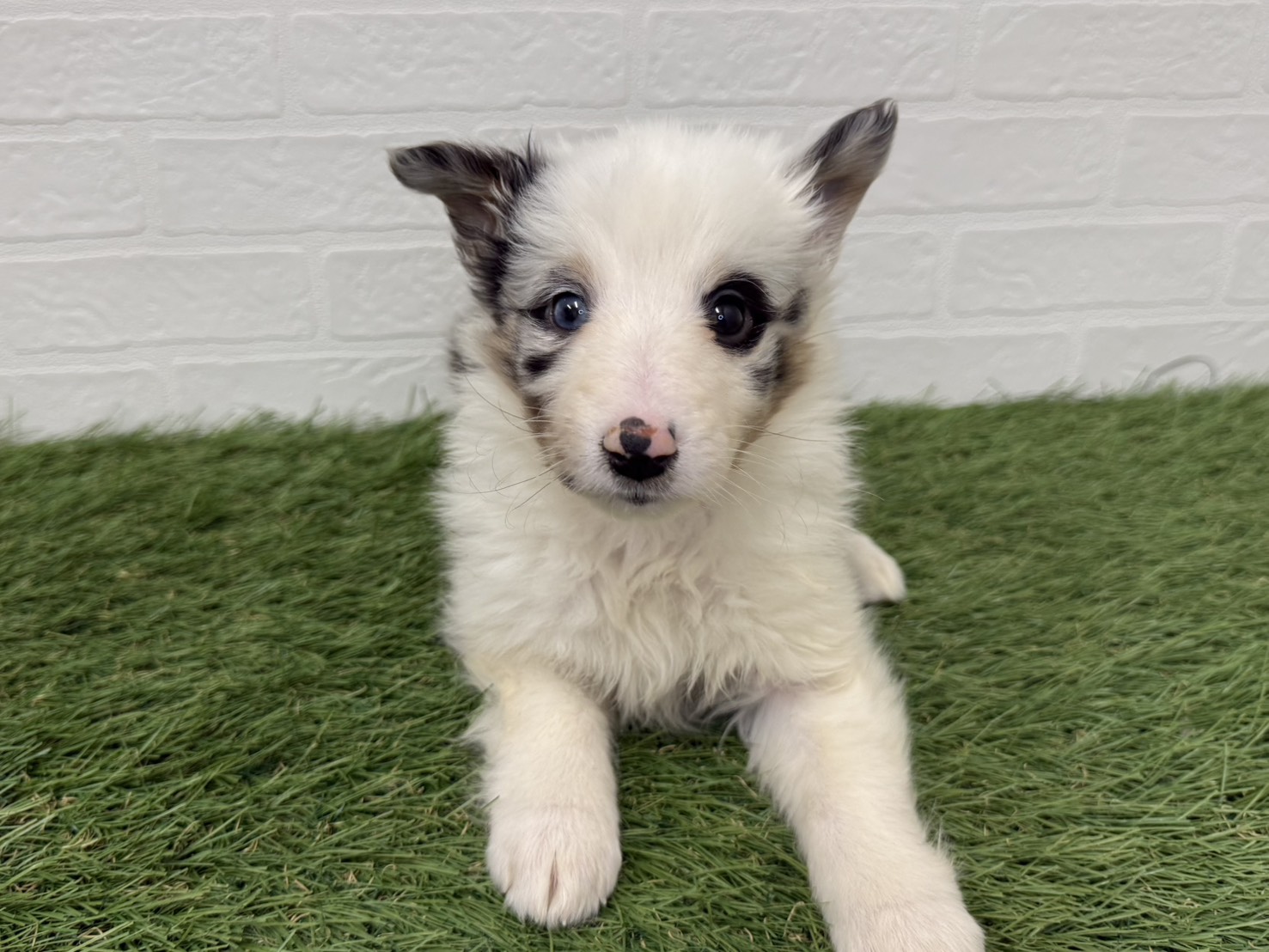東京都のシェットランドシープドッグ (ワンニャンハウス葛西店/2026年1月17日生まれ/女の子/ブルーマール)の子犬の1枚目の画像