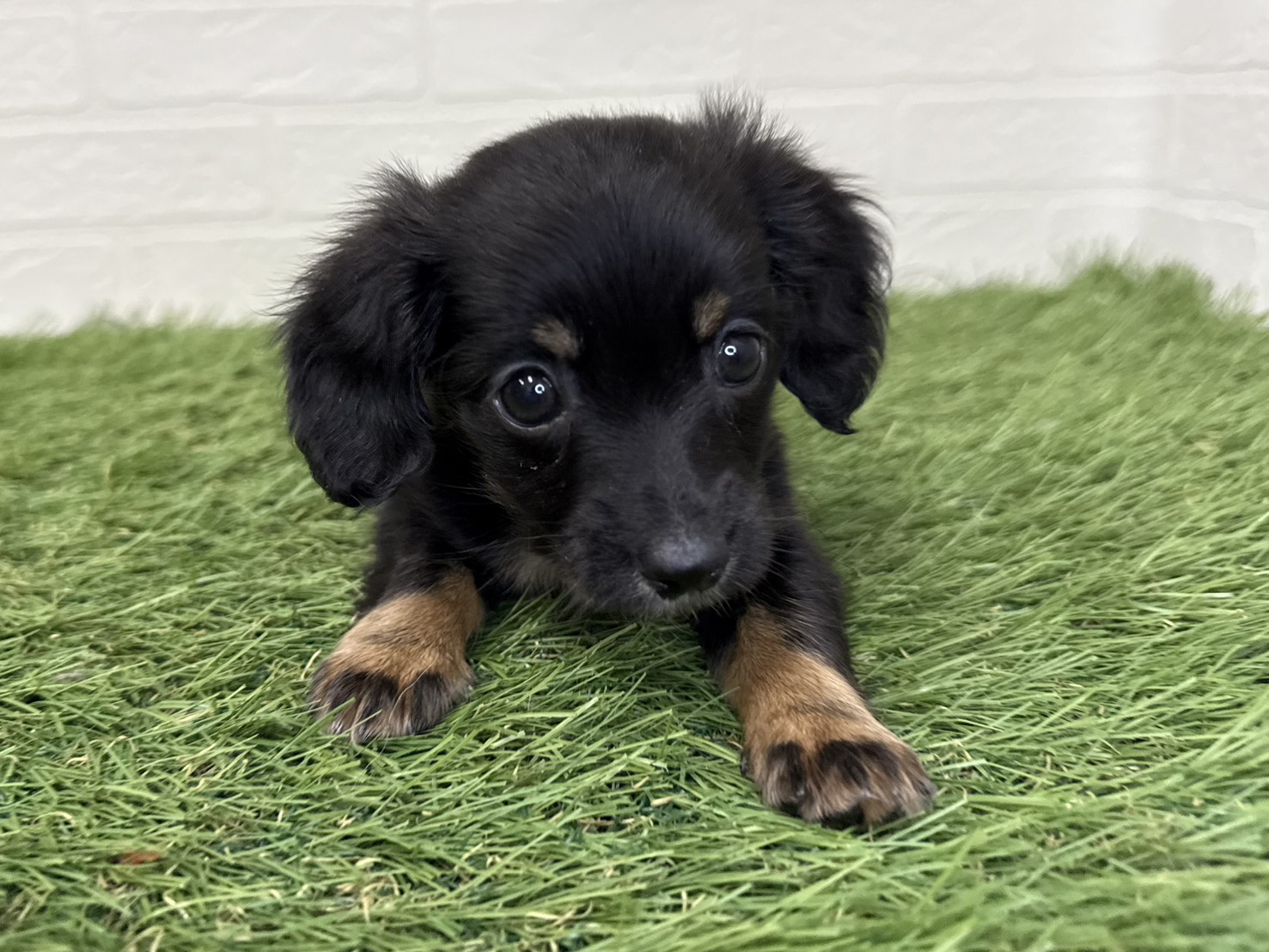 東京都のハーフ犬・ミックス犬 (ワンニャンハウス葛西店/2025年9月14日生まれ/男の子/ブラックタンホワイト)の子犬の3枚目の画像