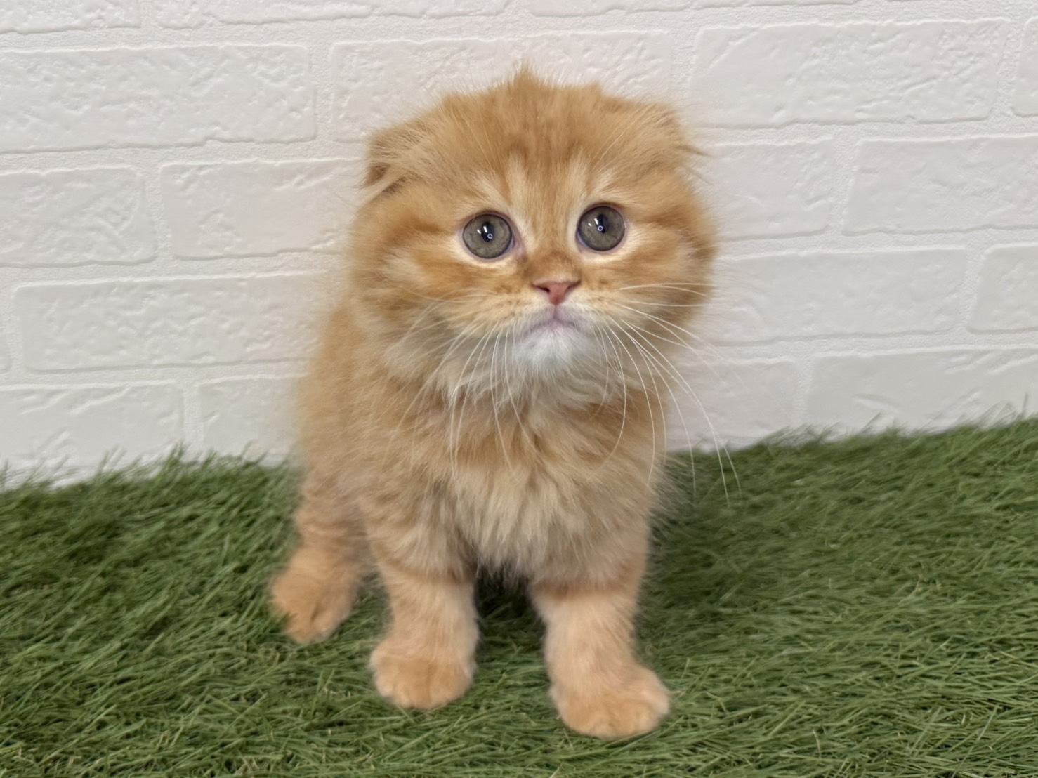 東京都のスコティッシュフォールド (ワンニャンハウス葛西店/2025年11月8日生まれ/男の子/レッドタビー)の子猫の2枚目の画像