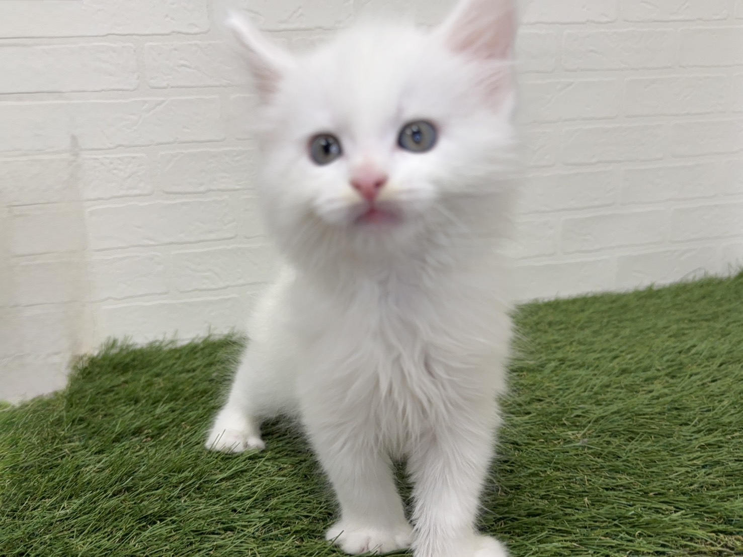東京都のメインクーン (ワンニャンハウス葛西店/2025年8月12日生まれ/男の子/ホワイト)の子猫の4枚目の画像