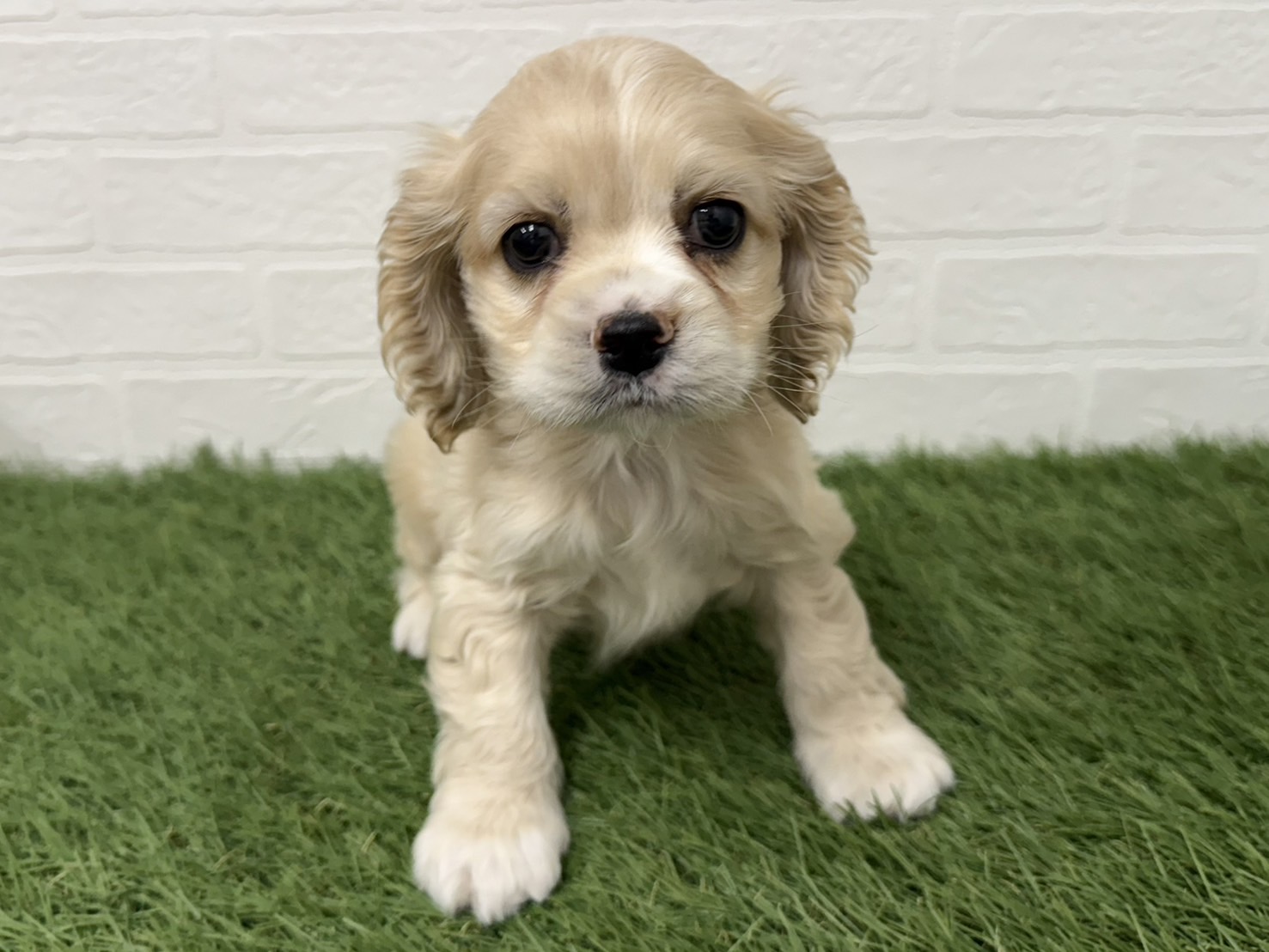 CANIN キバリアンキング・スパニエル 6キロ ワンニャンハウス