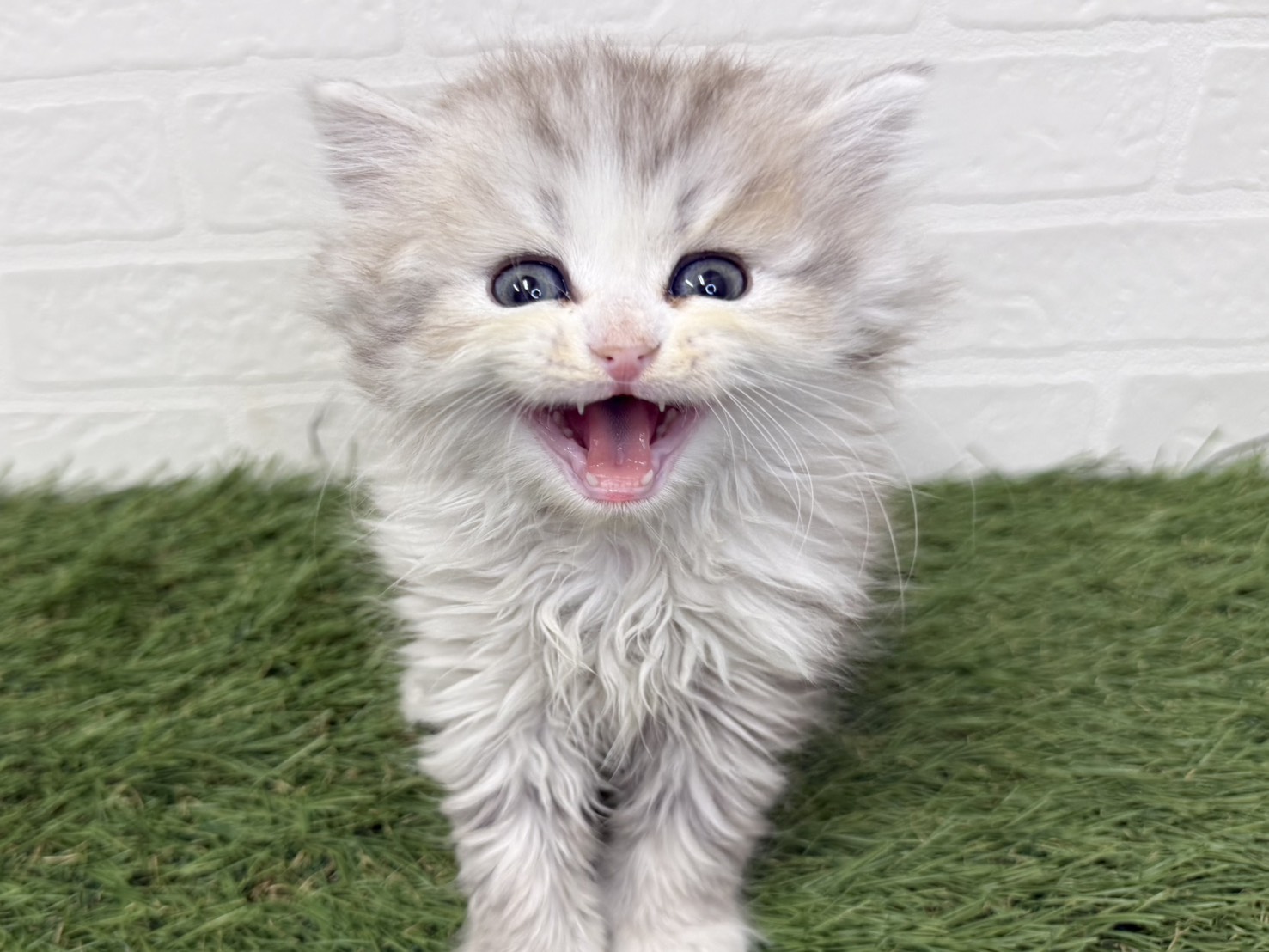 東京都のミヌエット (ワンニャンハウス葛西店/2026年1月11日生まれ/男の子/カメオシルバータビー)の子猫の4枚目の画像