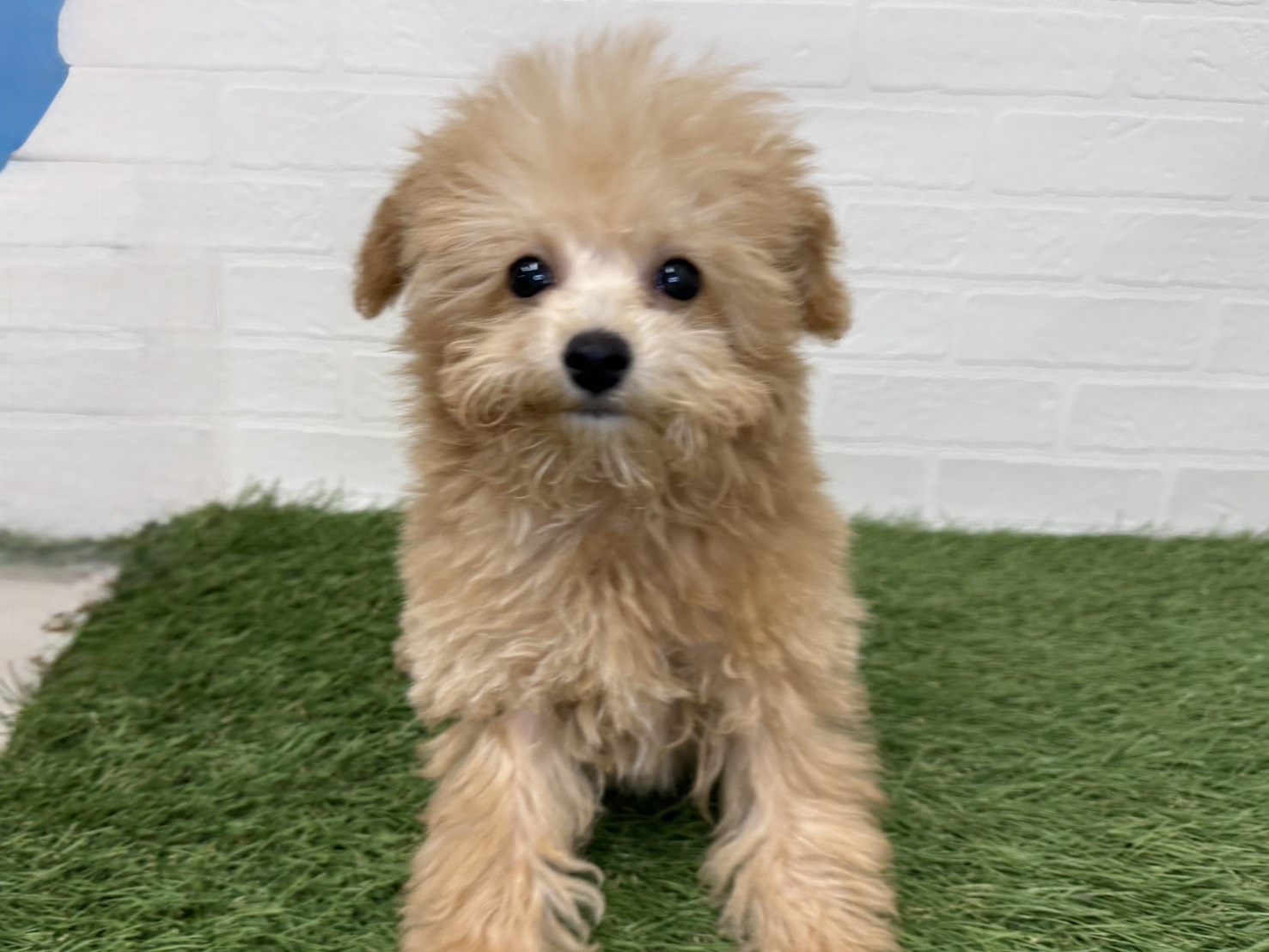 東京都のビションプー(ビションフリーゼ×プードル) (ワンニャンハウス葛西店/2025年9月14日生まれ/男の子/アプリコット)の子犬の1枚目の画像
