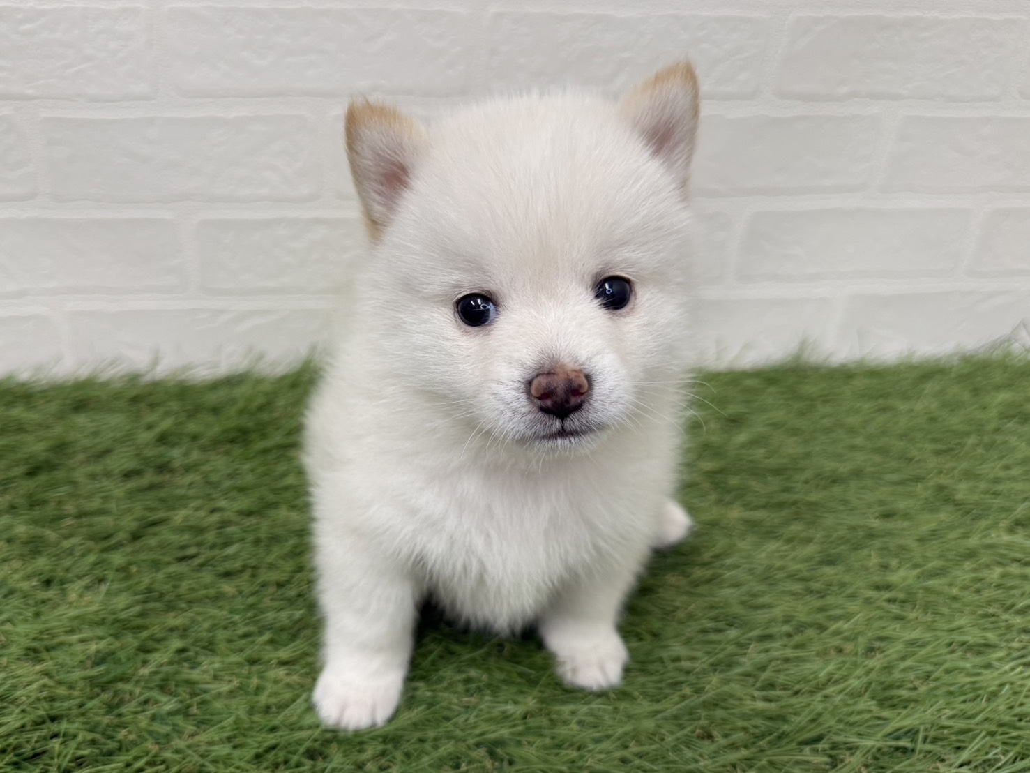 東京都のポメ柴/豆ポメ/ポメ豆柴(ポメラニアン×柴犬) (ワンニャンハウス葛西店/2026年2月22日生まれ/男の子/ホワイト)の子犬の3枚目の画像