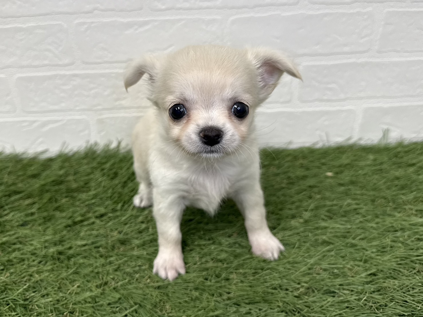 東京都のチワワ(ロング) (ワンニャンハウス葛西店/2025年9月6日生まれ/女の子/クリーム)の子犬の1枚目の画像