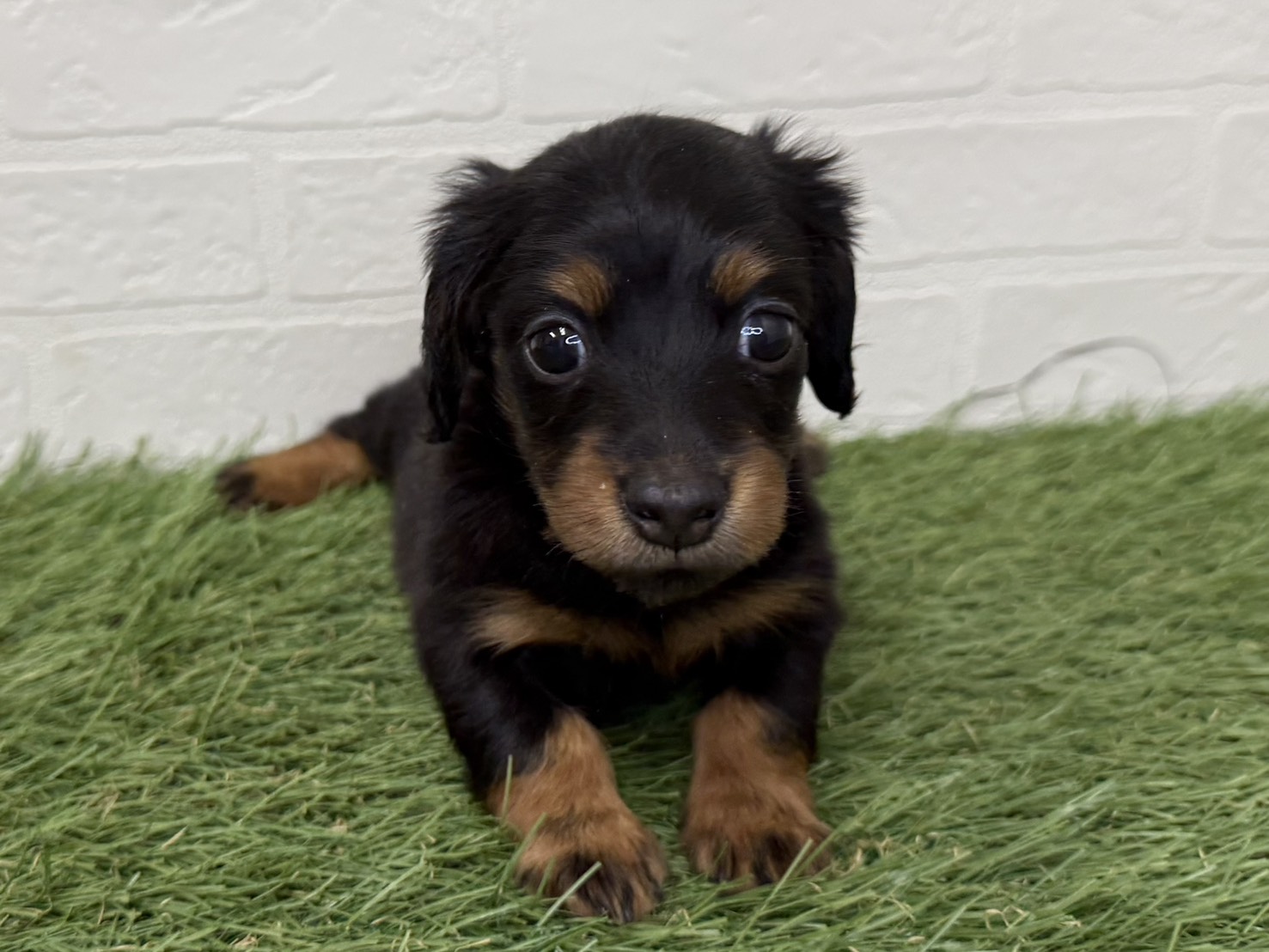 東京都のミニチュアダックスフンド(ロング) (ワンニャンハウス葛西店/2025年11月24日生まれ/女の子/ブラックタン)の子犬の4枚目の画像