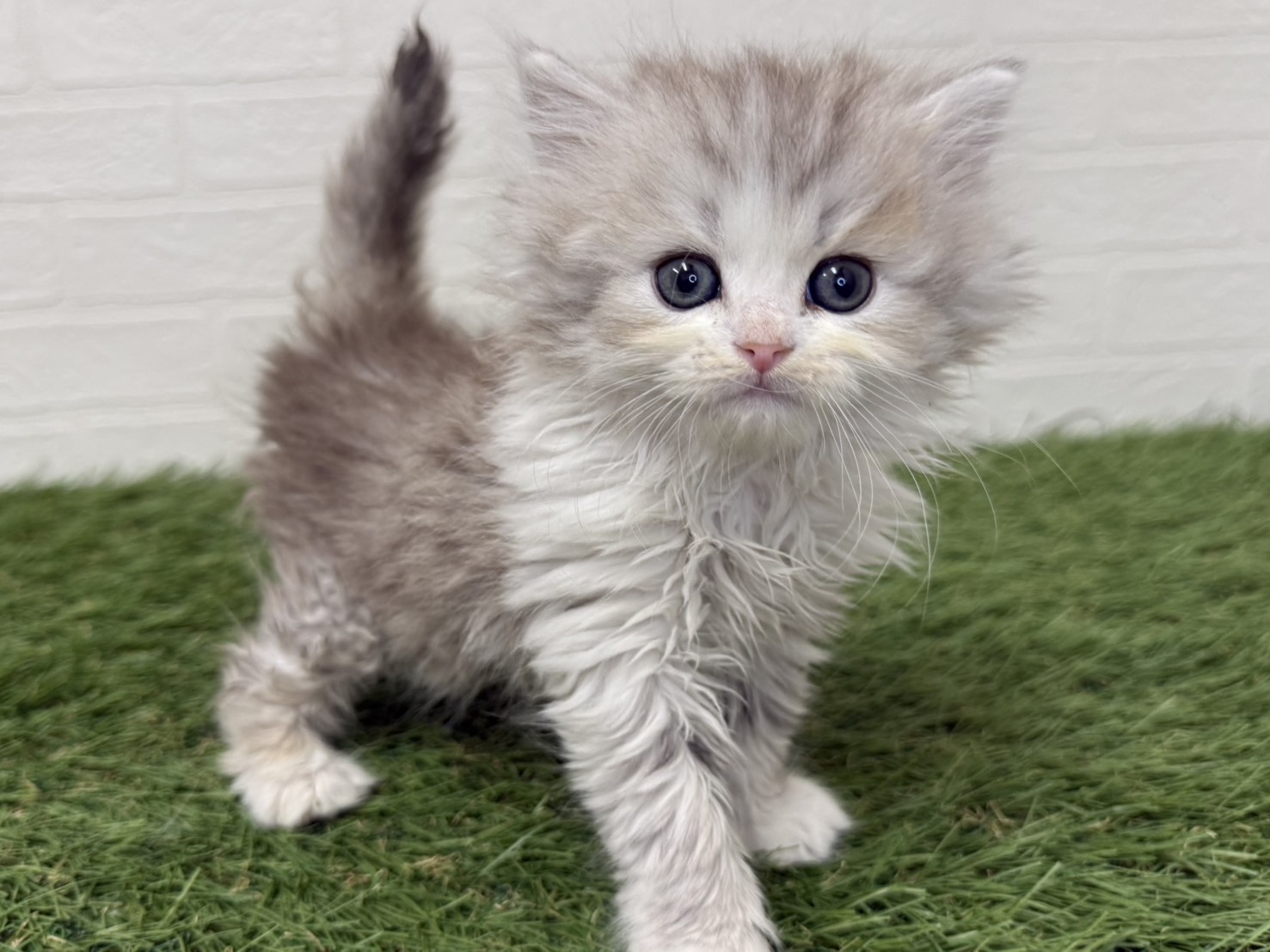 東京都のミヌエット (ワンニャンハウス葛西店/2026年1月11日生まれ/男の子/カメオシルバータビー)の子猫の1枚目の画像
