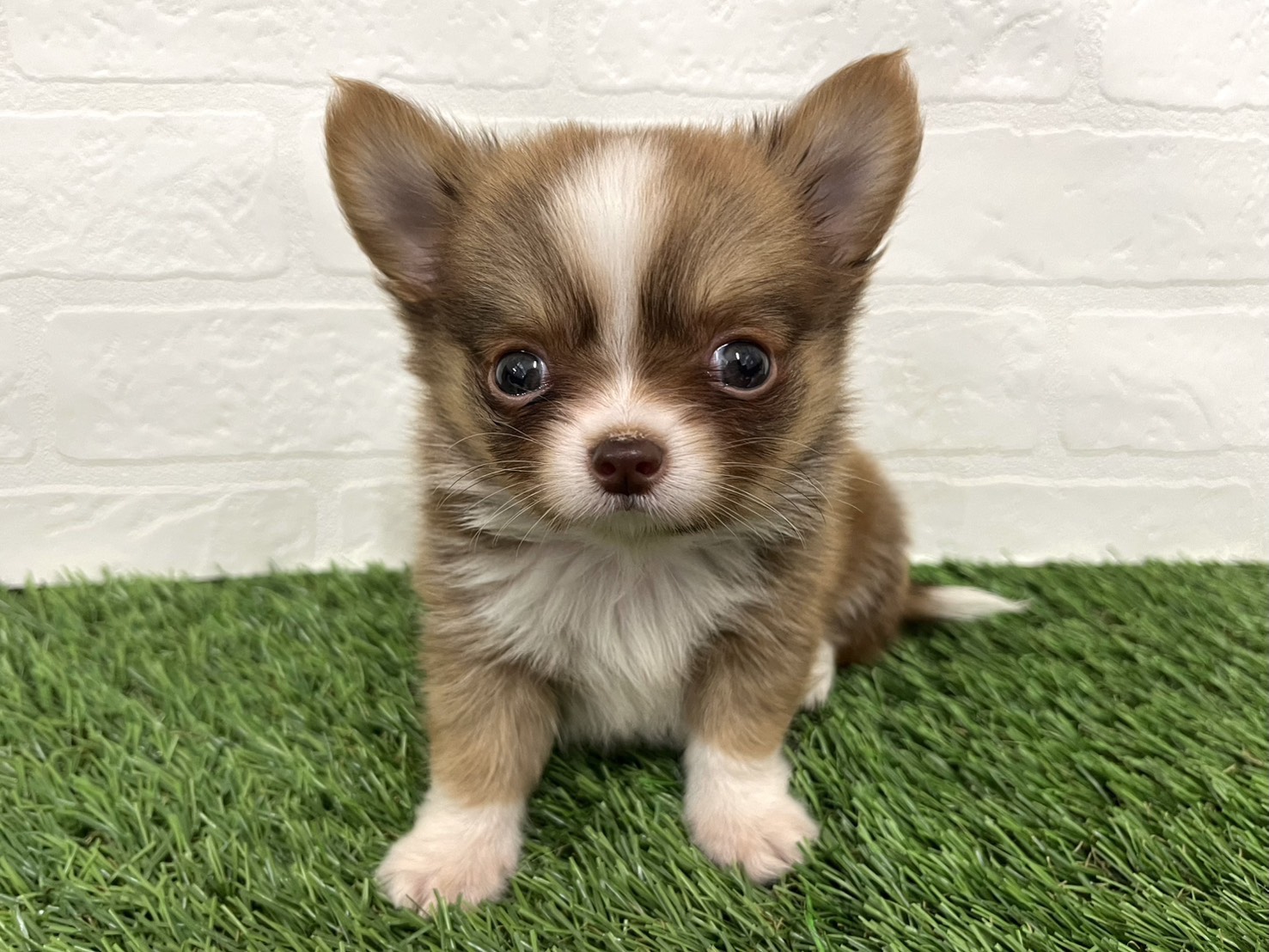 東京都のチワワ(ロング) (ワンニャンハウス葛西店/2025年8月18日生まれ/男の子/チョコレートフォーンホワイト)の子犬の3枚目の画像