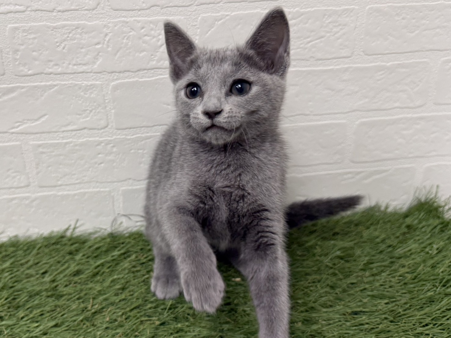 東京都のロシアンブルー (ワンニャンハウス葛西店/2025年9月14日生まれ/女の子/ブルー)の子猫の4枚目の画像