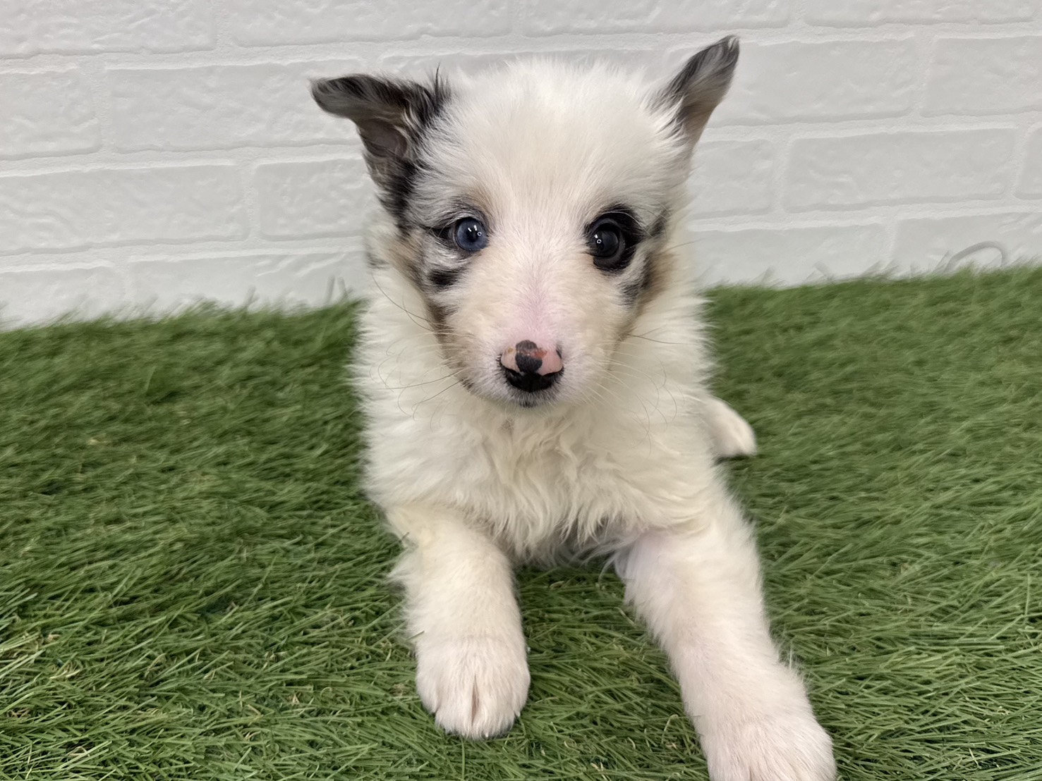 東京都のシェットランドシープドッグ (ワンニャンハウス葛西店/2026年1月17日生まれ/女の子/ブルーマール)の子犬の4枚目の画像