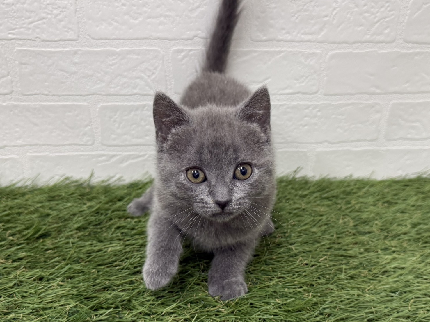 東京都のシャルトリュー (ワンニャンハウス葛西店/2026年2月21日生まれ/女の子/ブルー)の子猫の4枚目の画像