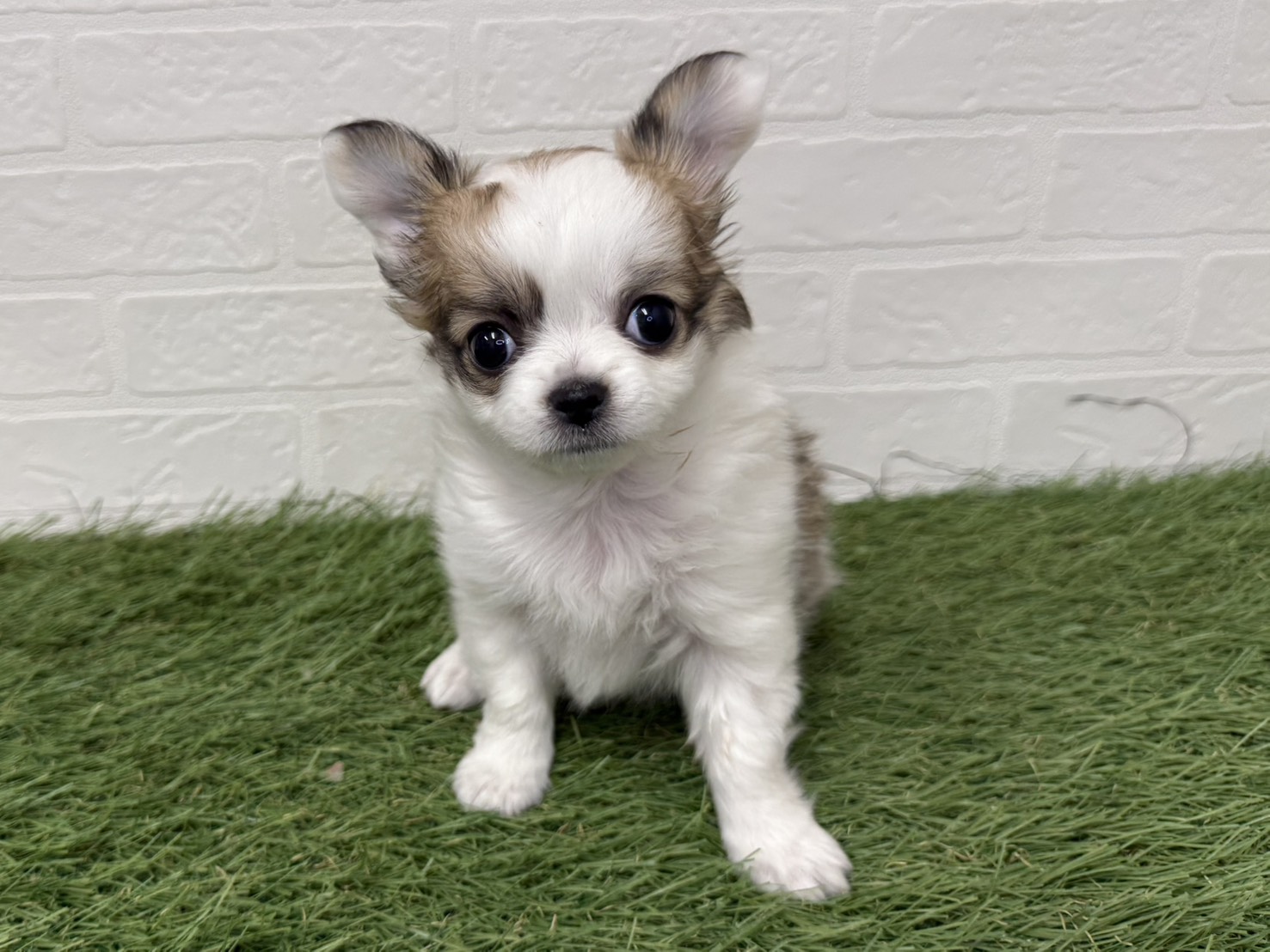 東京都のチワワ(ロング) (ワンニャンハウス葛西店/2025年12月7日生まれ/女の子/ホワイトレッド)の子犬の2枚目の画像