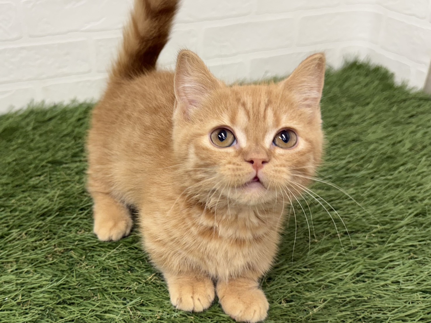 東京都のマンチカン (ワンニャンハウス葛西店/2025年12月15日生まれ/男の子/レッドタビー)の子猫の4枚目の画像