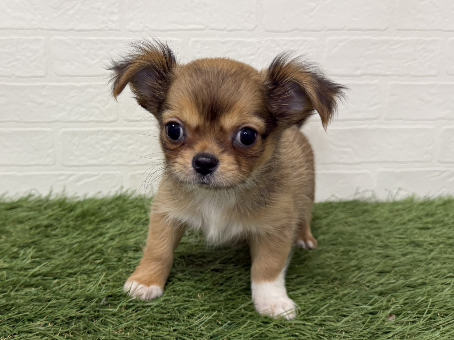 東京都のチワワ(ロング) (ワンニャンハウス葛西店/2026年1月6日生まれ/女の子/レッドホワイト)の子犬の4枚目の画像