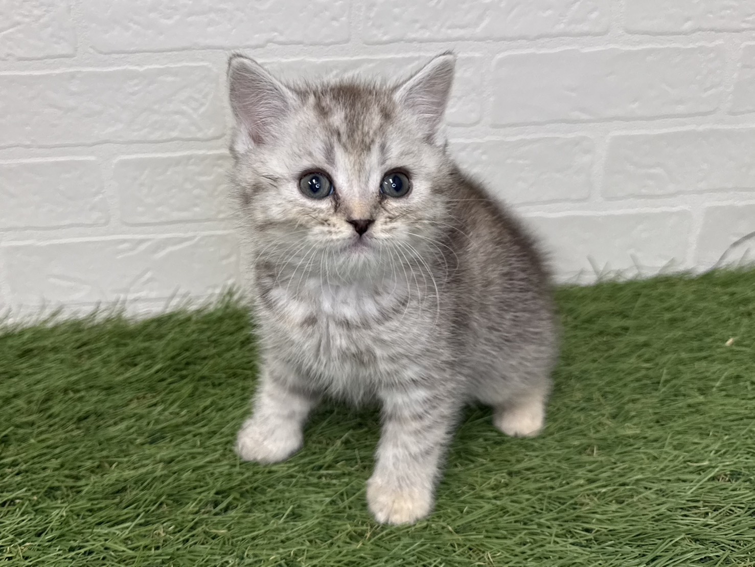 東京都のマンチカン (ワンニャンハウス葛西店/2025年10月1日生まれ/女の子/シルバートービー)の子猫の2枚目の画像