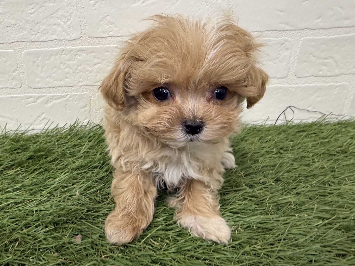 東京都のマルプー(マルチーズ×プードル) (ワンニャンハウス葛西店/2025年12月7日生まれ/女の子/アプリコット)の子犬の2枚目の画像