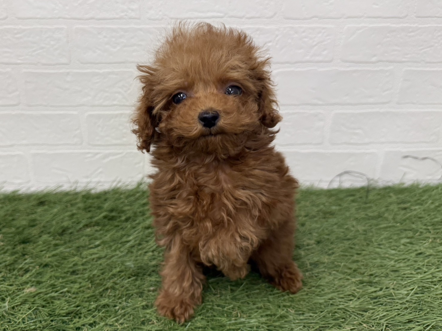 東京都のトイプードル(トイ) (ワンニャンハウス葛西店/2025年11月27日生まれ/女の子/レッド)の子犬の2枚目の画像