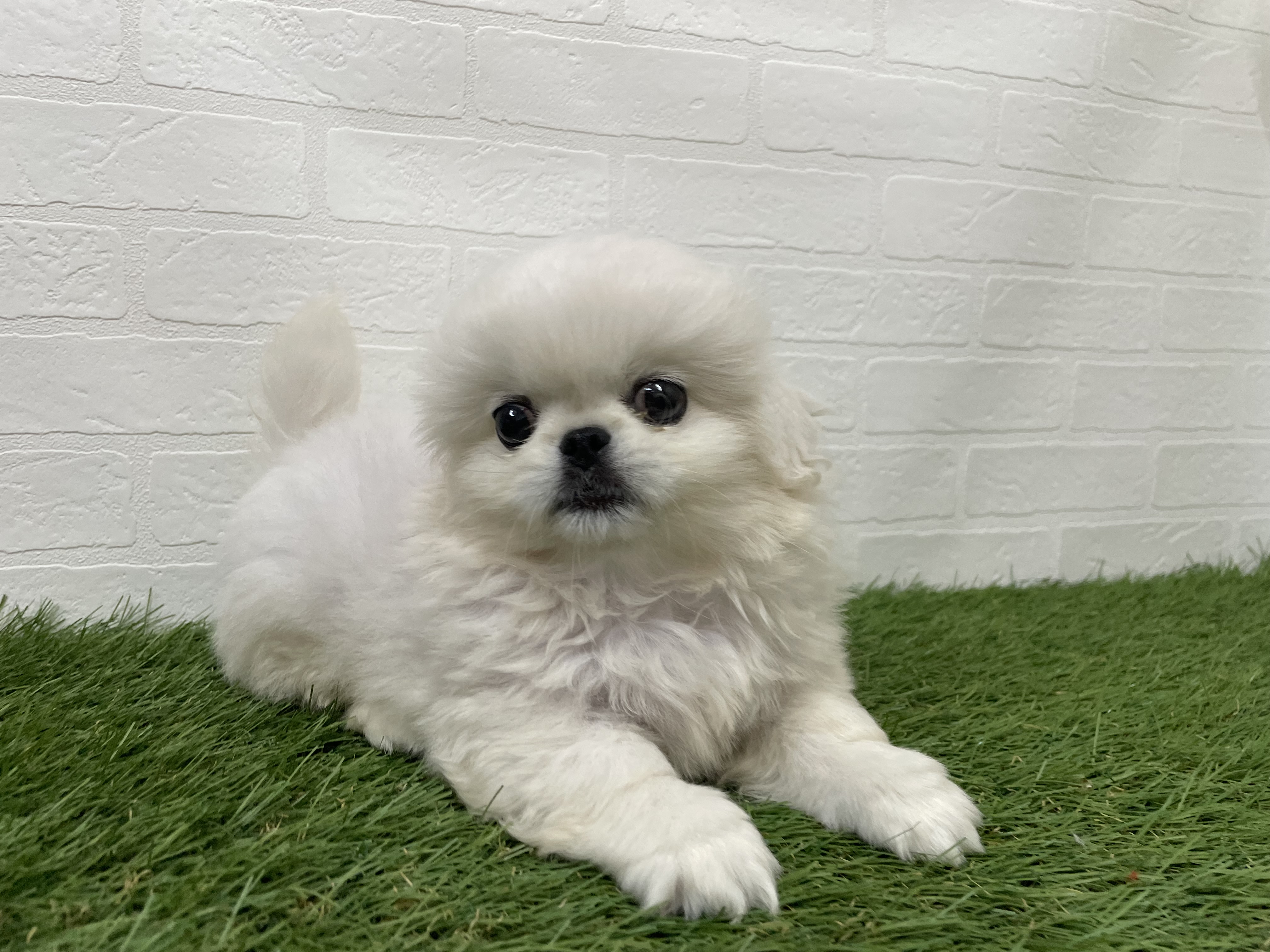 東京都のペキニーズ (ワンニャンハウス葛西店/2026年5月12日生まれ/女の子/ホワイト)の子犬の1枚目の画像