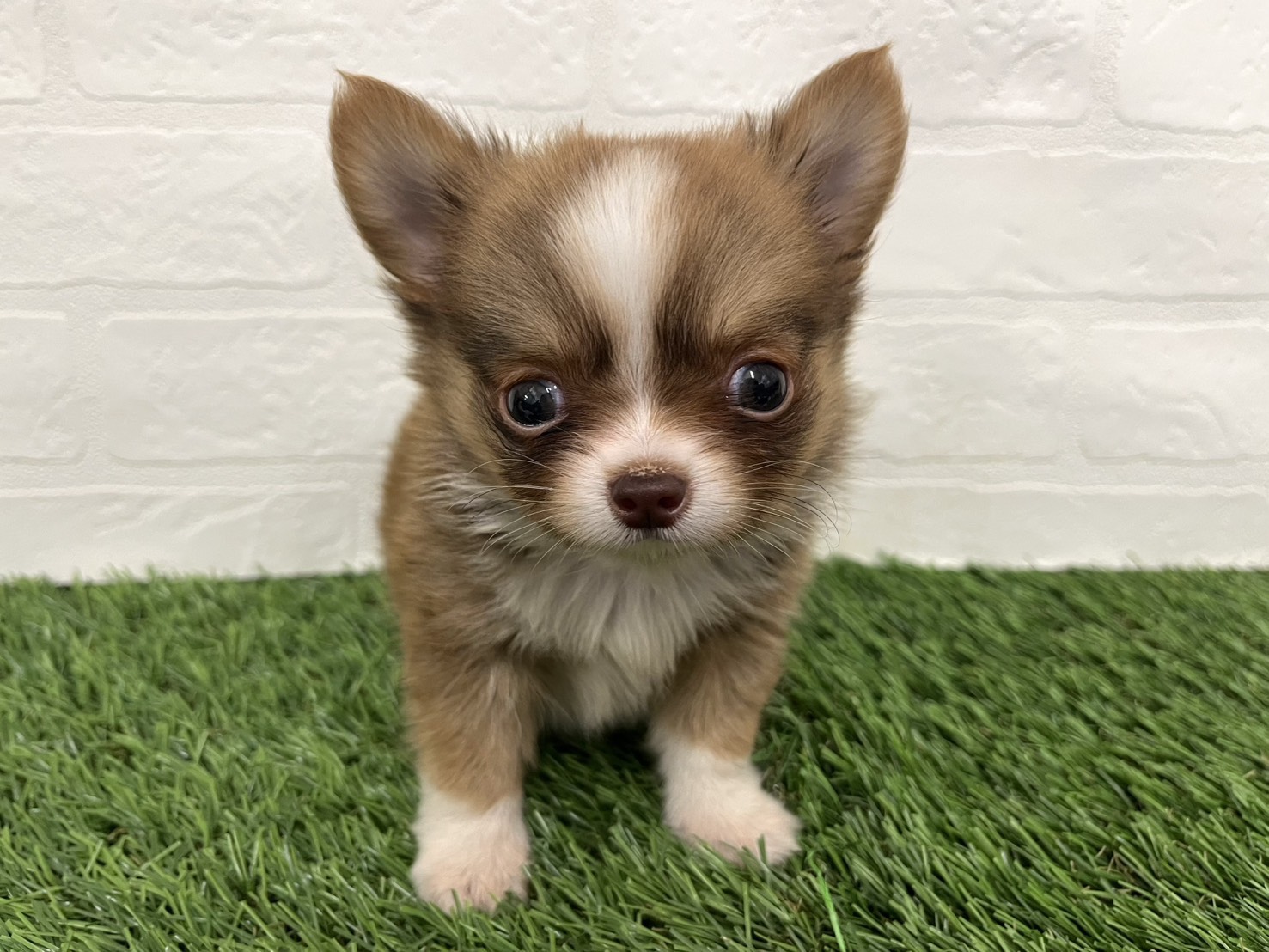 東京都のチワワ(ロング) (ワンニャンハウス葛西店/2025年8月18日生まれ/男の子/チョコレートフォーンホワイト)の子犬の1枚目の画像