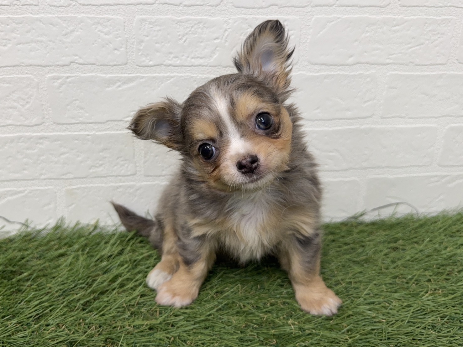 東京都のチワワ(ロング) (ワンニャンハウス葛西店/2025年11月22日生まれ/女の子/ブルーマール)の子犬の1枚目の画像
