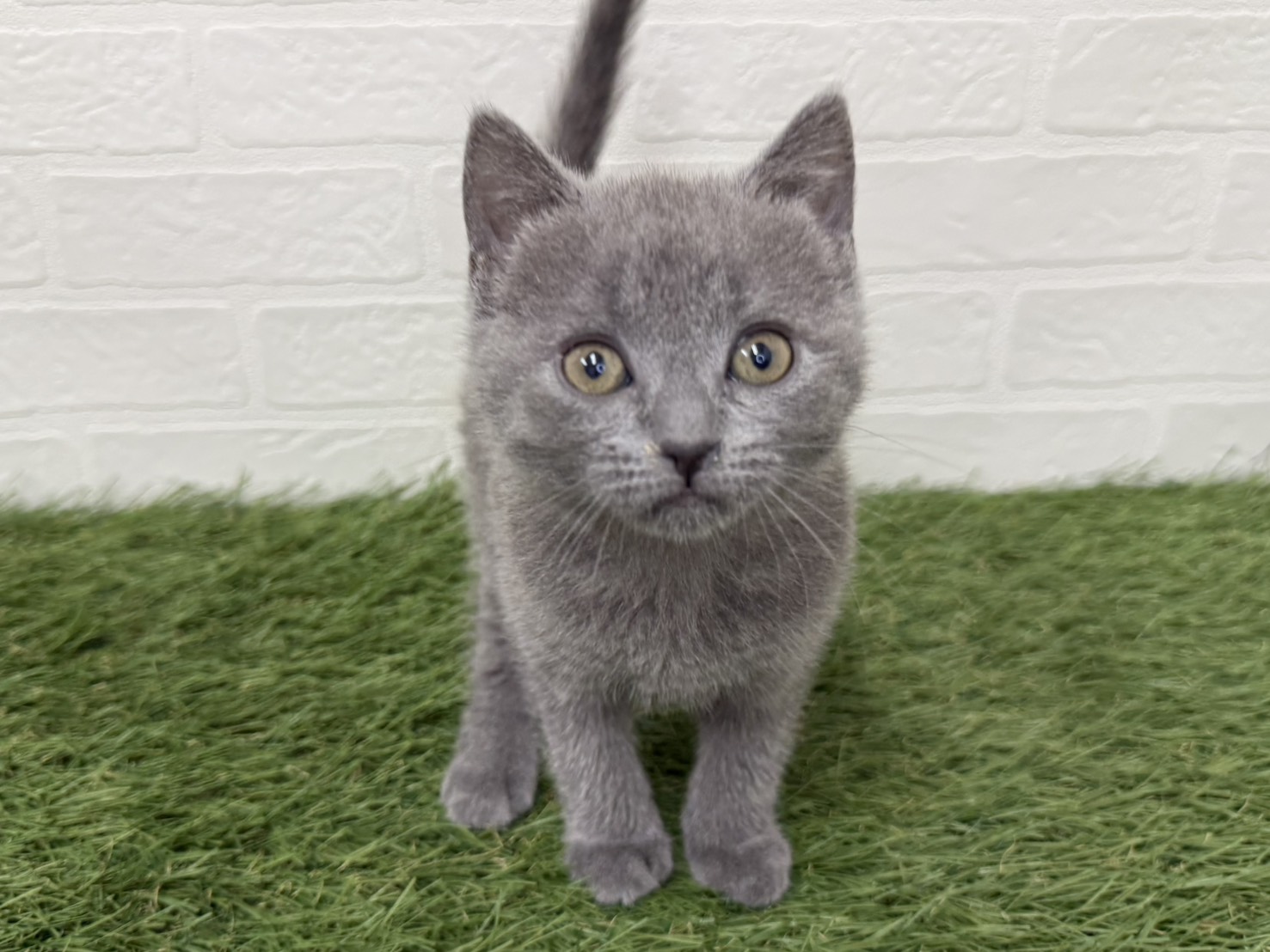東京都のシャルトリュー (ワンニャンハウス葛西店/2026年2月21日生まれ/女の子/ブルー)の子猫の1枚目の画像