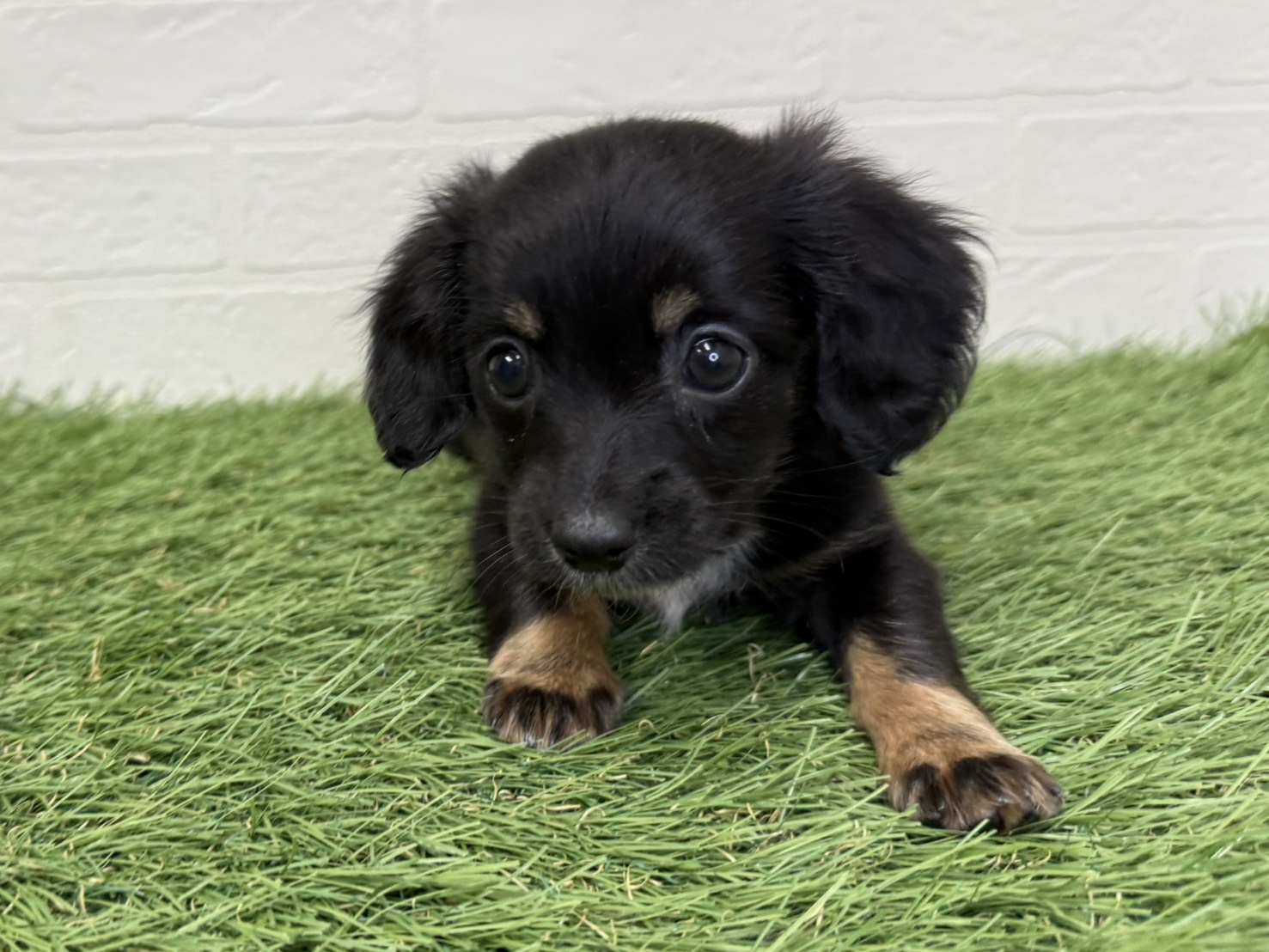 東京都のハーフ犬・ミックス犬 (ワンニャンハウス葛西店/2025年9月14日生まれ/男の子/ブラックタンホワイト)の子犬の4枚目の画像