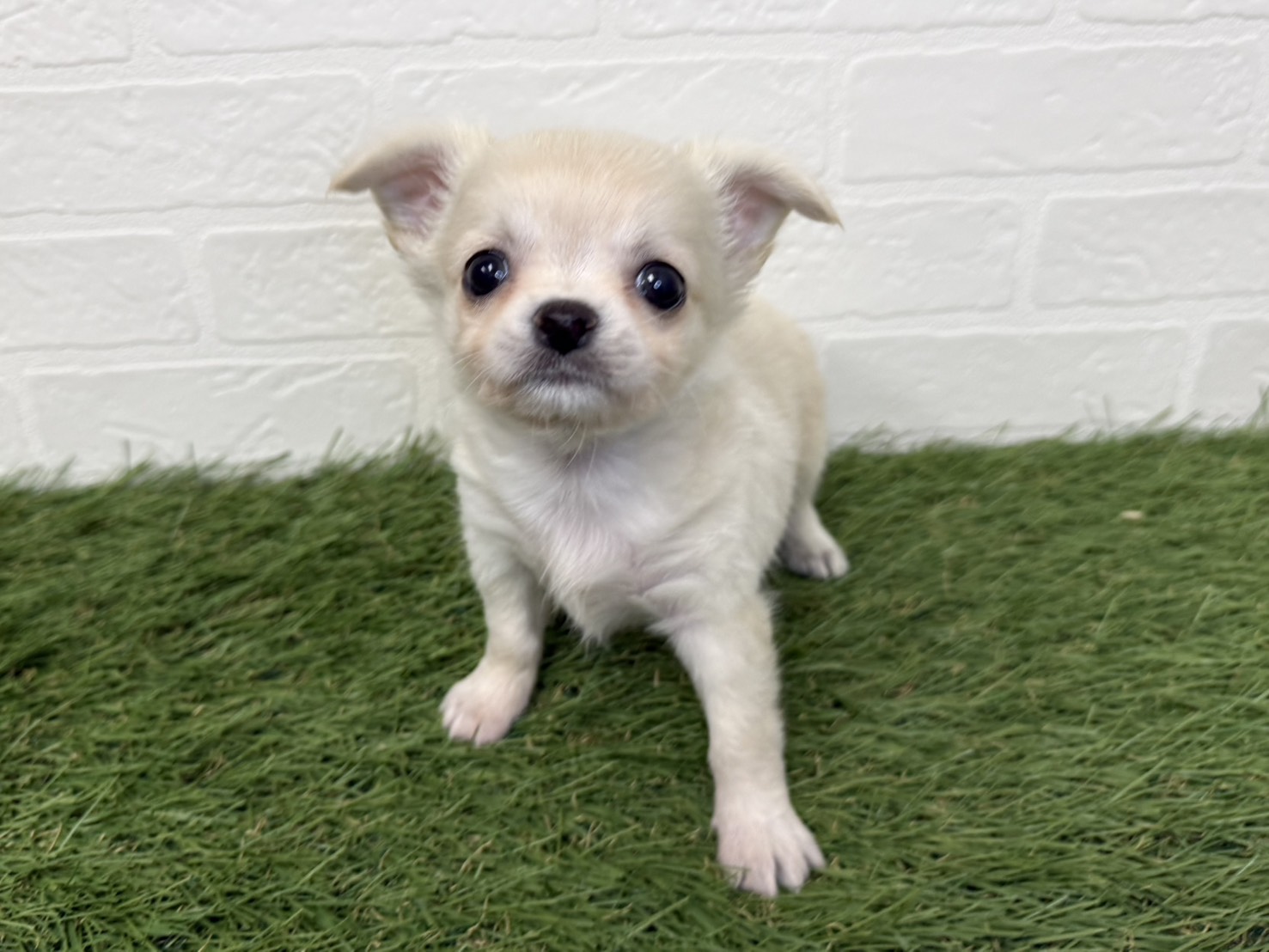 東京都のチワワ(ロング) (ワンニャンハウス葛西店/2025年9月6日生まれ/女の子/クリーム)の子犬の3枚目の画像