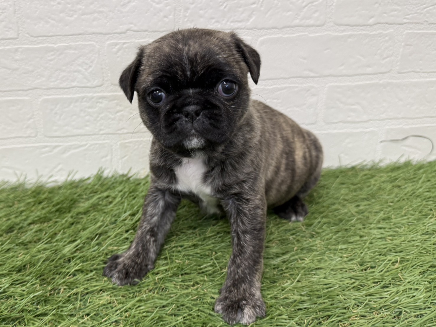 東京都のハーフ犬・ミックス犬 (ワンニャンハウス葛西店/2025年11月9日生まれ/女の子/ブリンドル)の子犬の3枚目の画像