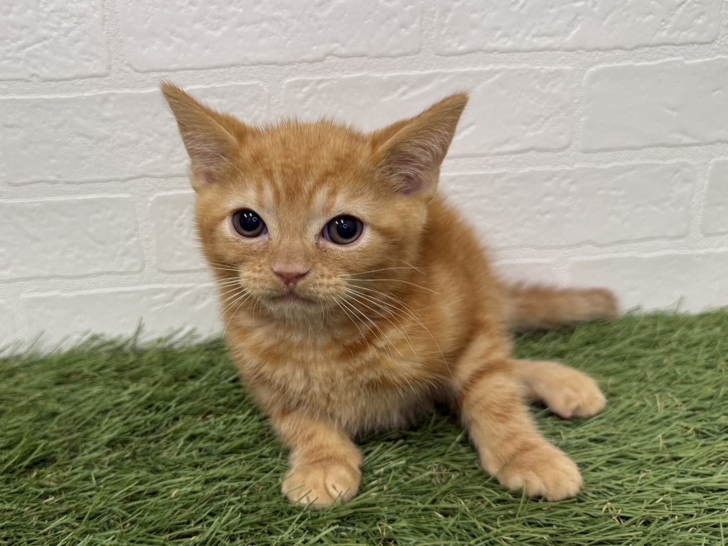 東京都のアメリカンショートヘアー (ワンニャンハウス葛西店/2026年2月20日生まれ/男の子/レッドタビー)の子猫の3枚目の画像